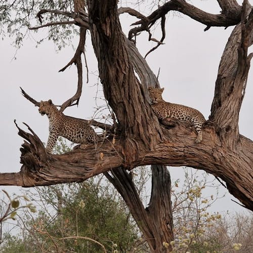 Floris Behnke: leopards in a tree