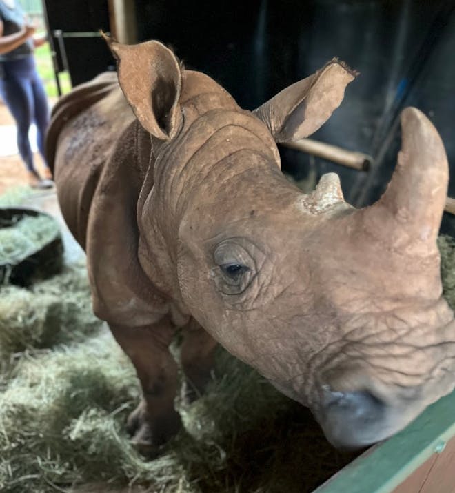 Britney Gianquitti: a close up of a rhino