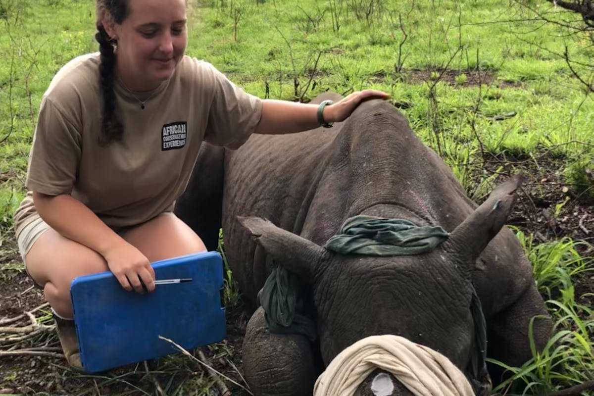 Katherine Prindle: sat with a sedated rhino following horn trimming at Phinda Private Game Reserve