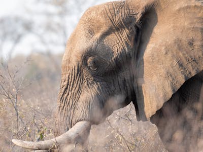 Close-up of an Elephant Bull in the Kruger