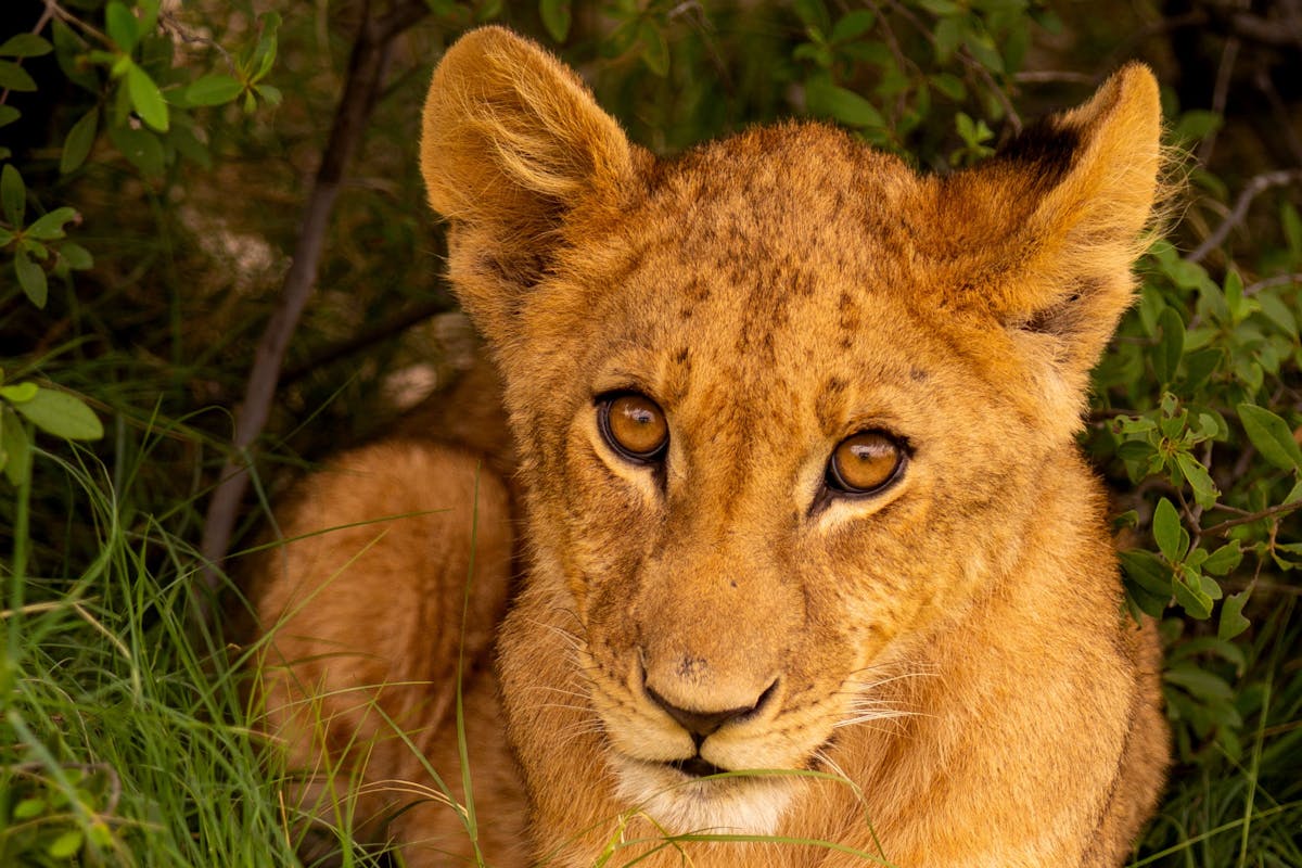 Karl Johan Nils Friberg: Close up of a lion cub at Phinda Private Game Reserve