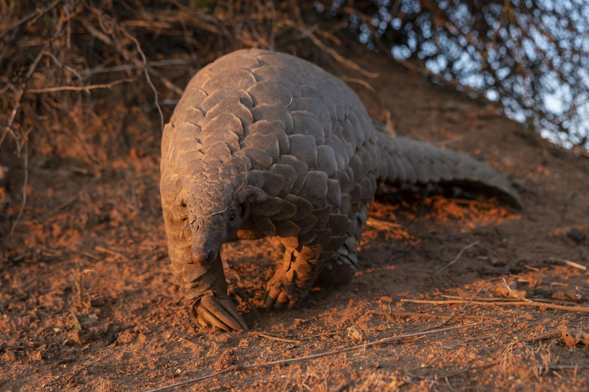 A pangolin walking towards the camera