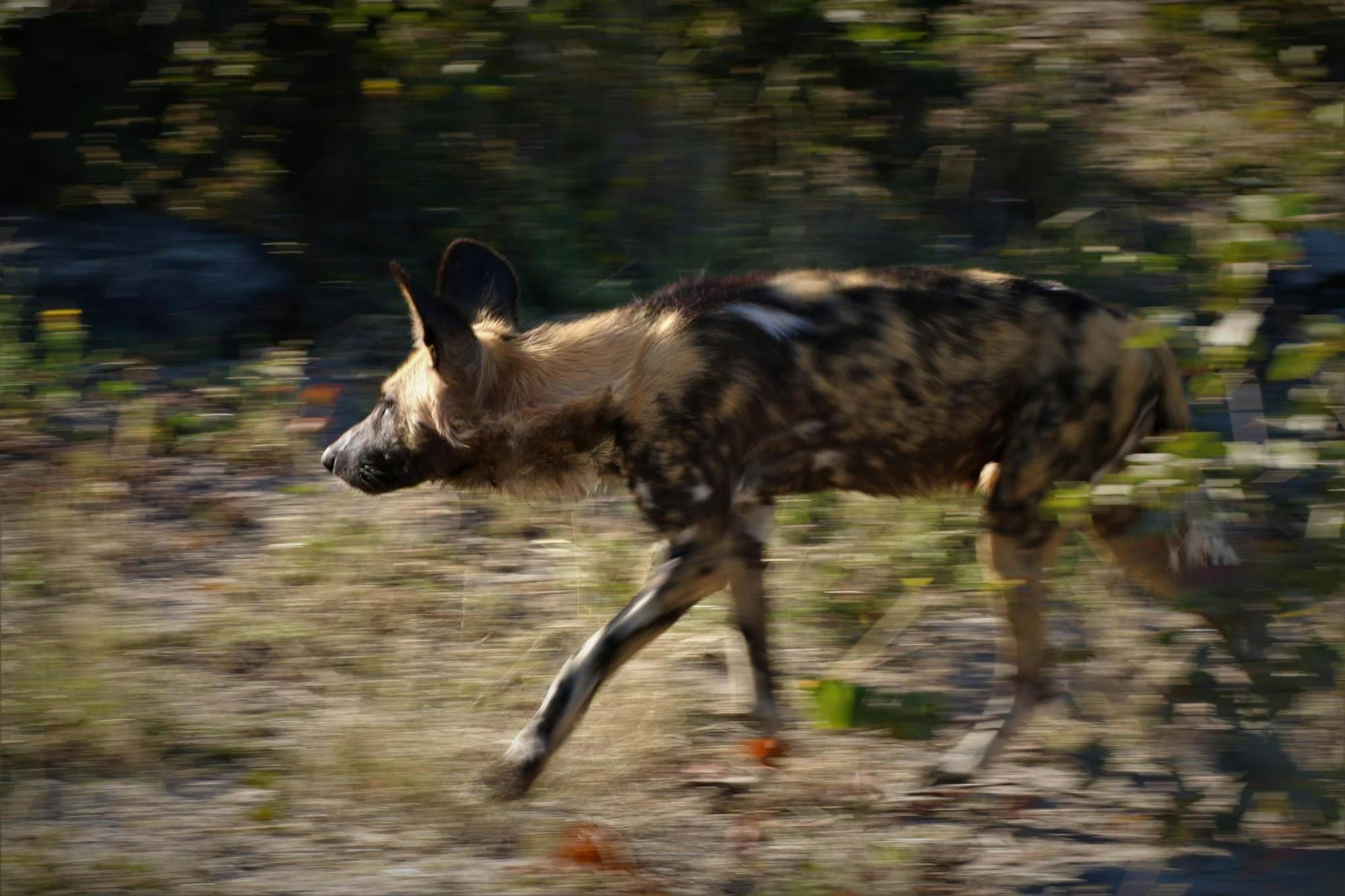 Wild Dog in motion