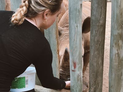 Maisie Kane: bottle feeding a baby rhino