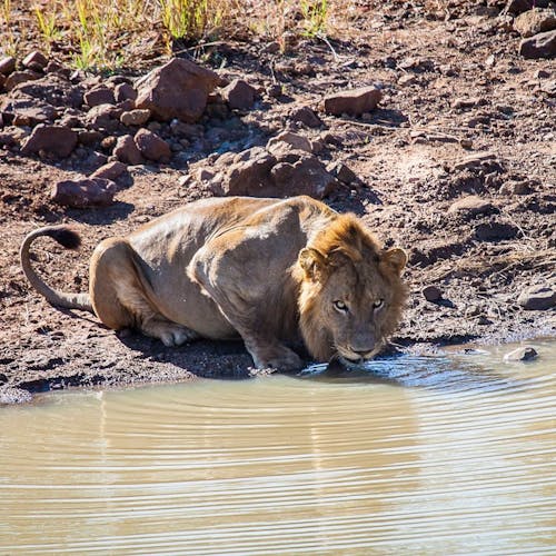 Close-up of a lion drinking from water