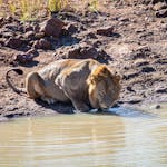 Close-up of a lion drinking from water