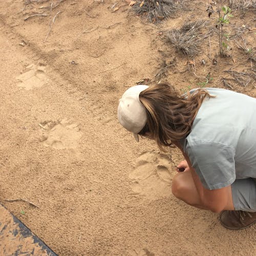 An ACE volunteer crouches to inspect lion tracks left in a dirt track