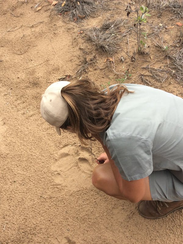 An ACE volunteer crouches to inspect lion tracks left in a dirt track