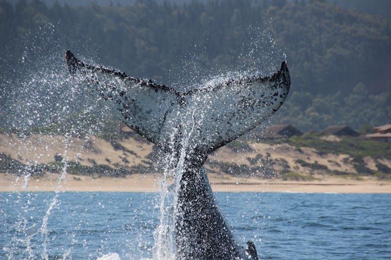 A whale tail after a breach at ACE marine conservation project in Africa