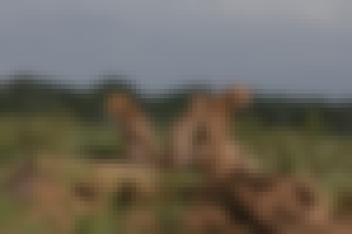 A group of Cheetahs near Phinda