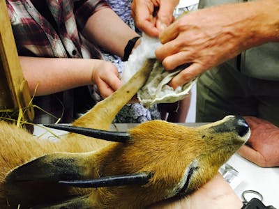ACE volunteer helping to clean an antelope in the clinic
