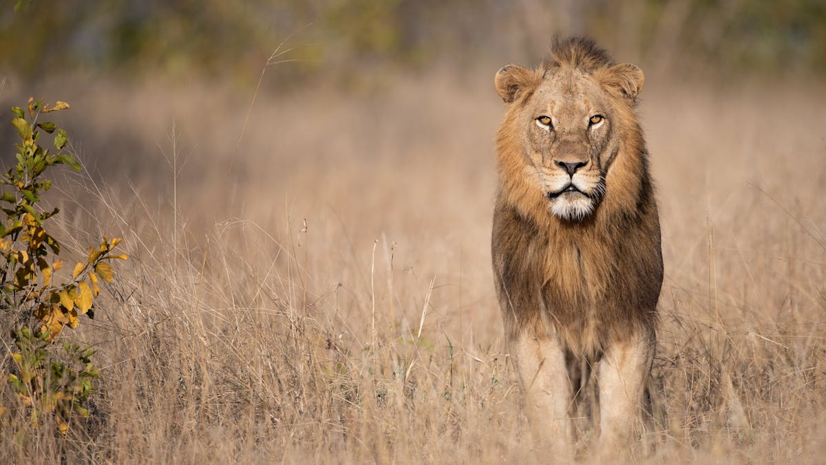 Close-up of a lion staring at the camera