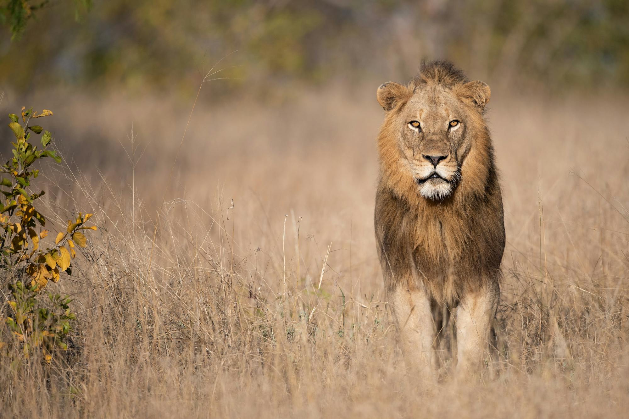 Close-up of a lion staring at the camera