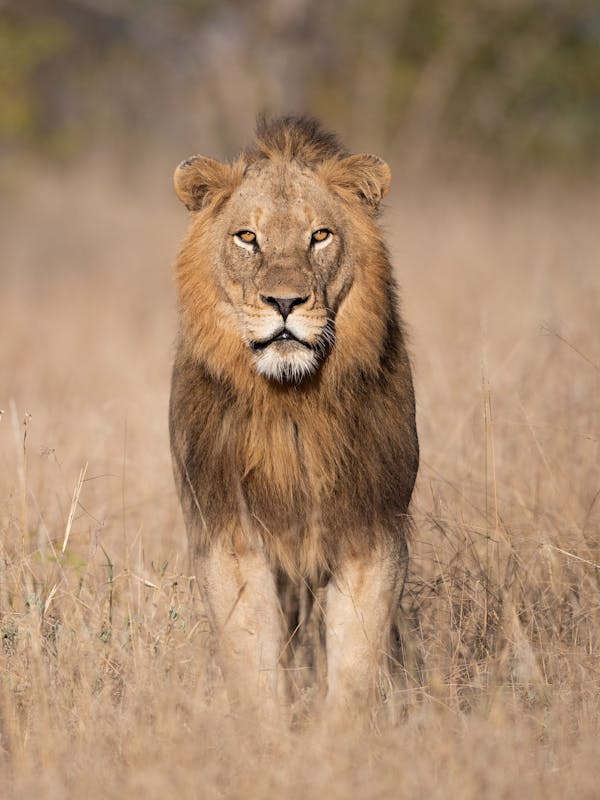 Close-up of a lion staring at the camera