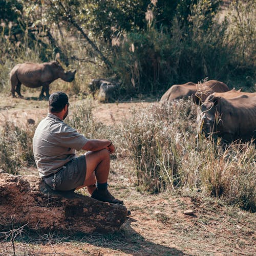A man sitting on a rock observing Rhino in the wild