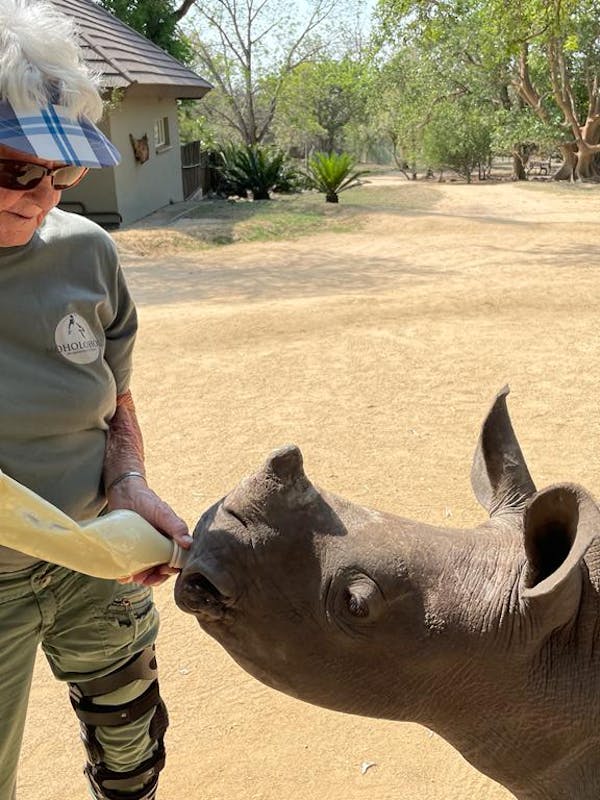 Frances Watson: bottle feeding a baby rhino