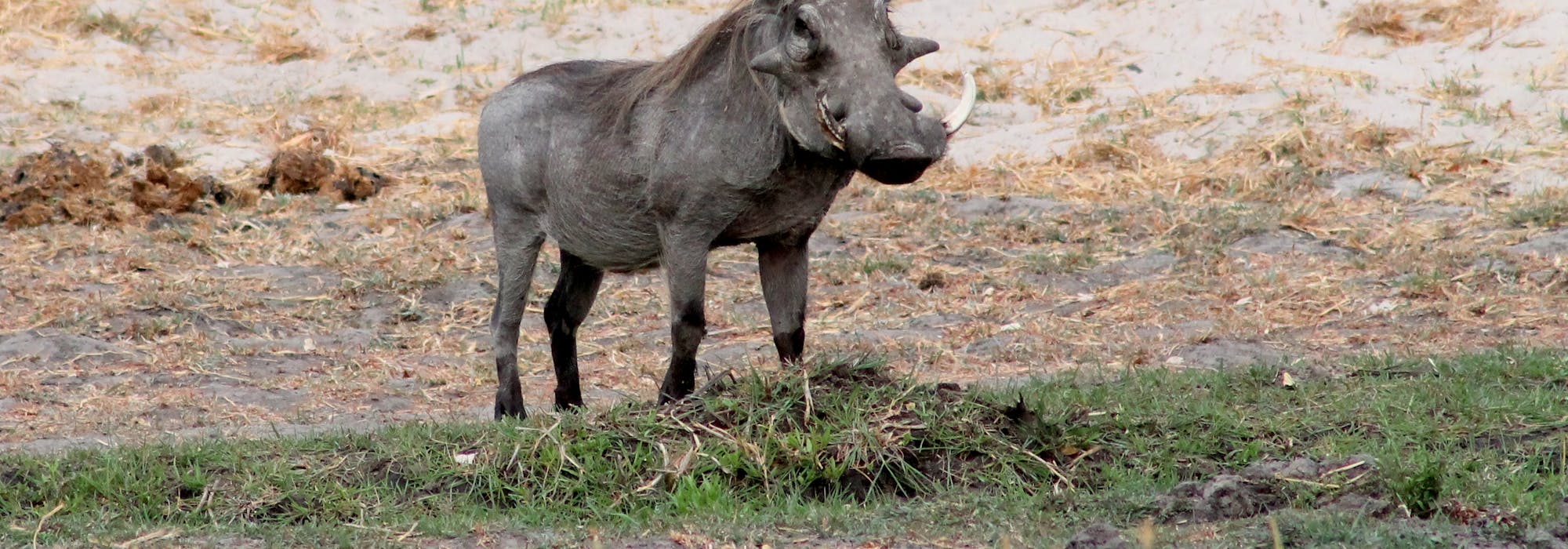 Warthog in the Okavango