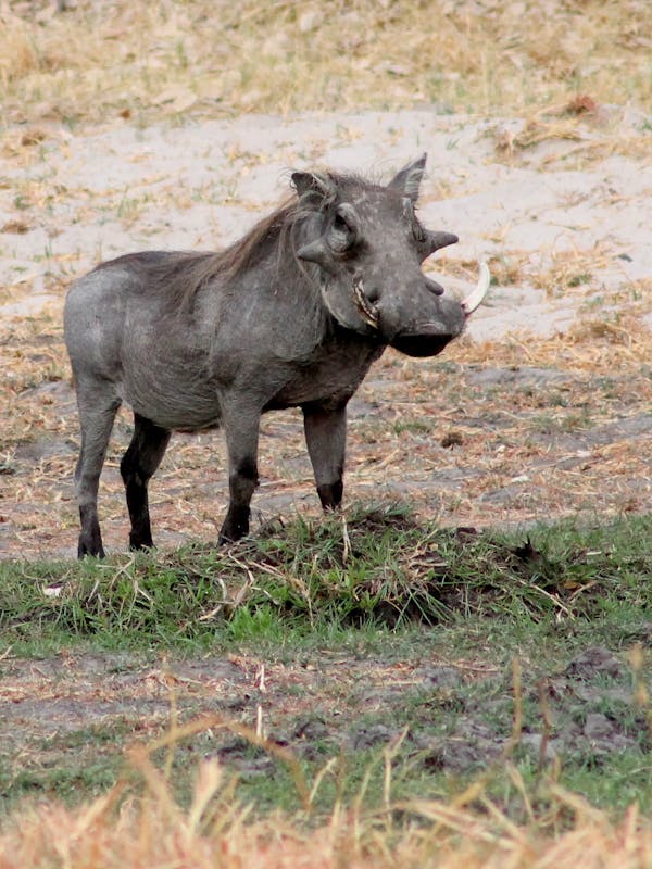 Warthog in the Okavango