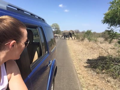 Daina Rawlings: viewing elephants from a vehicle