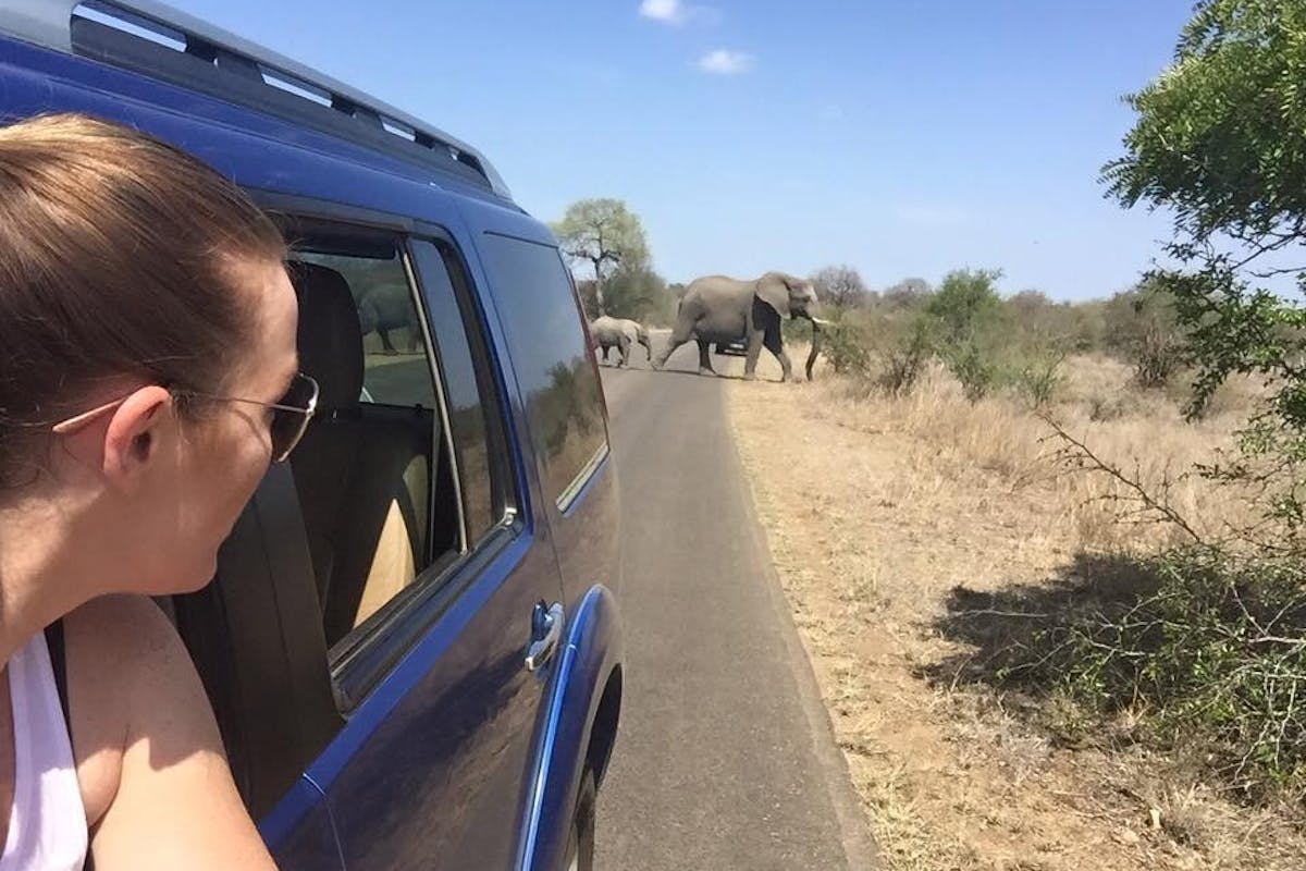 Daina Rawlings: viewing elephants from a vehicle