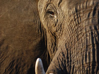 Ruby Shorrock: close-up of an elephant