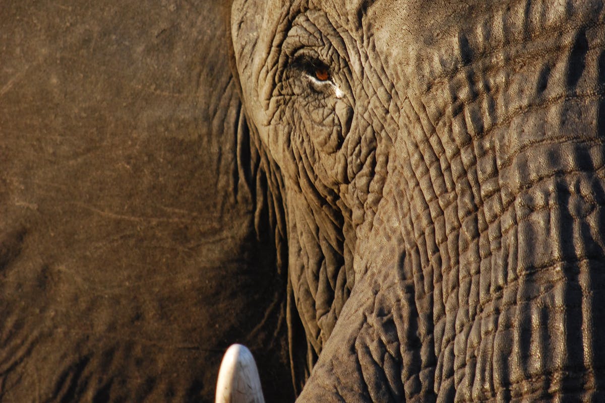 Ruby Shorrock: close-up of an elephant