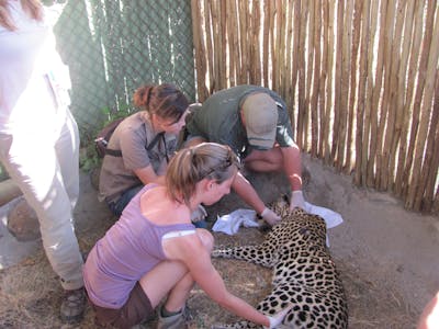 ACE volunteers and a wildlife VET working on a sedated leopard at Moholoholo