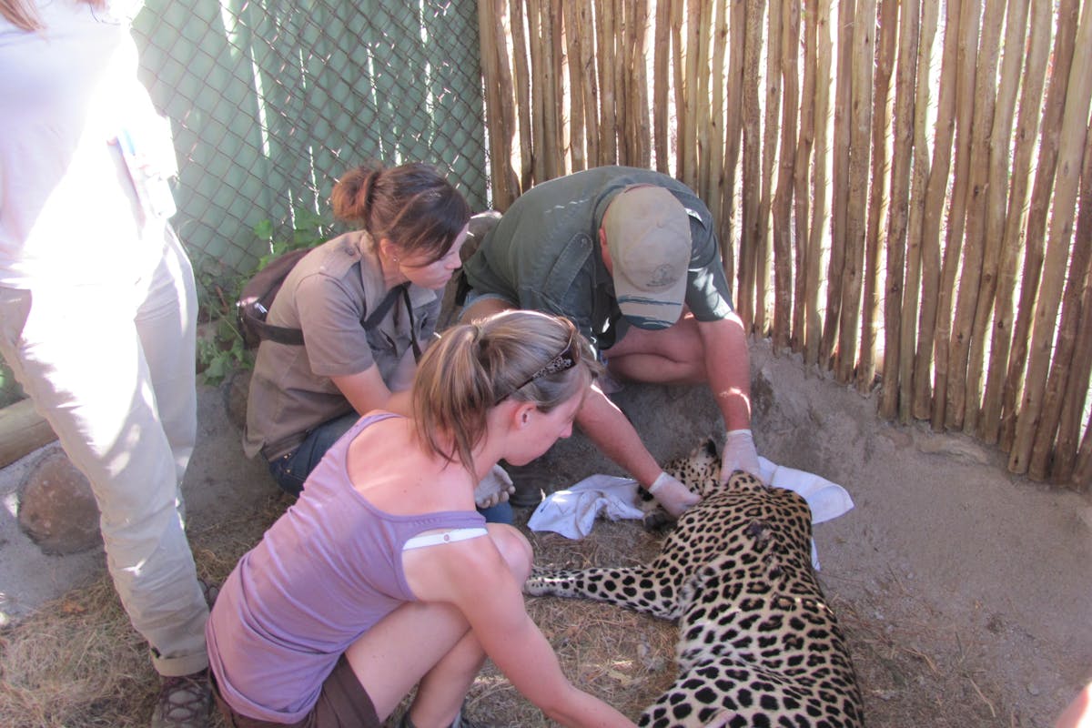 ACE volunteers and a wildlife VET working on a sedated leopard at Moholoholo