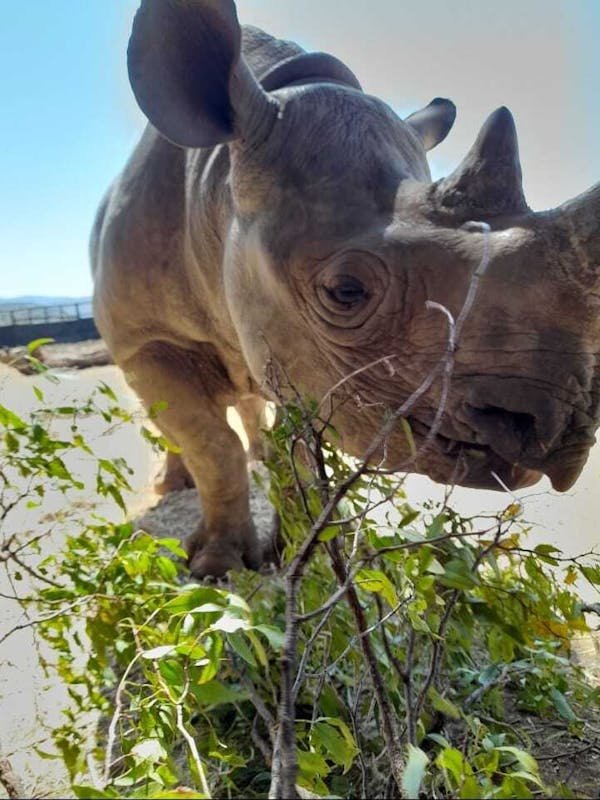 Charlie Krekels: close-up of baby rhino