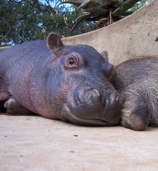 A hippo lying next to a warthog