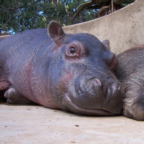 A hippo lying next to a warthog