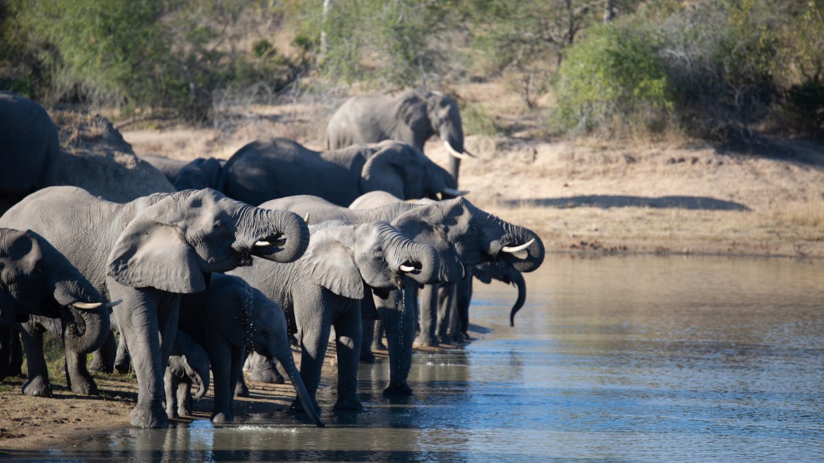 A herd of elephants drink and bathe at a watering hole in the Kruger national park