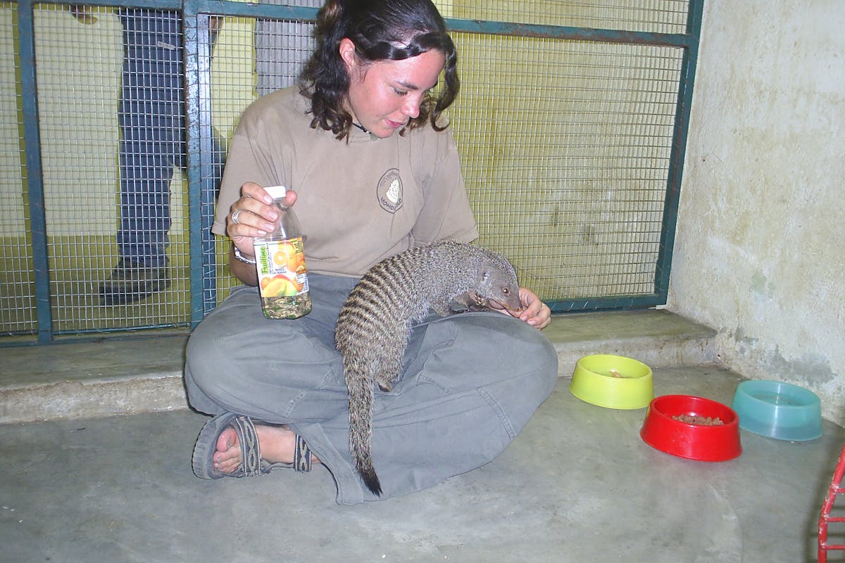 An ACE volunteer feeding a stinky banded mongoose at Moholoholo