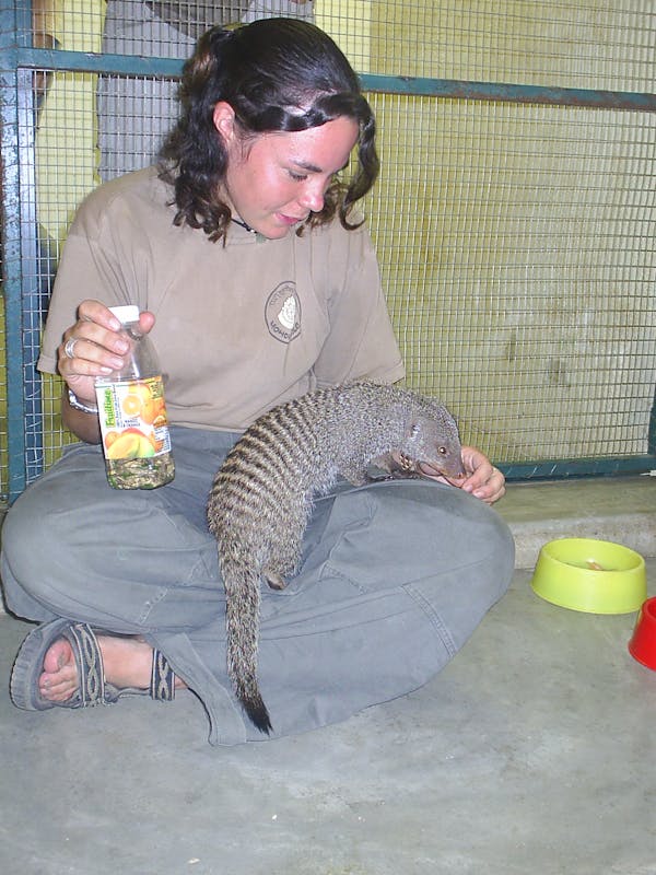 An ACE volunteer feeding a stinky banded mongoose at Moholoholo