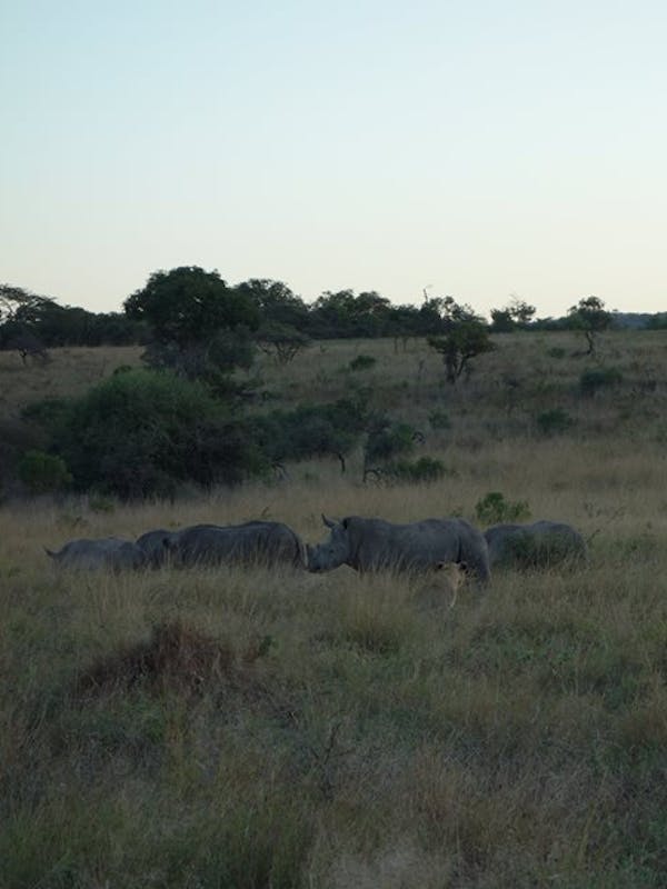 Pierce Kempkes: rhinos in the wild