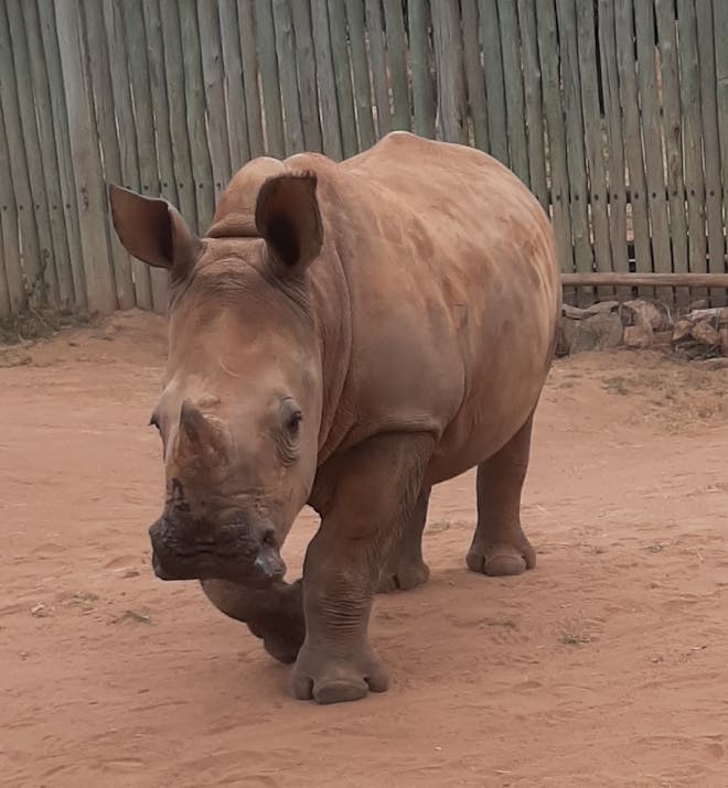 Laura Mullen: baby rhino