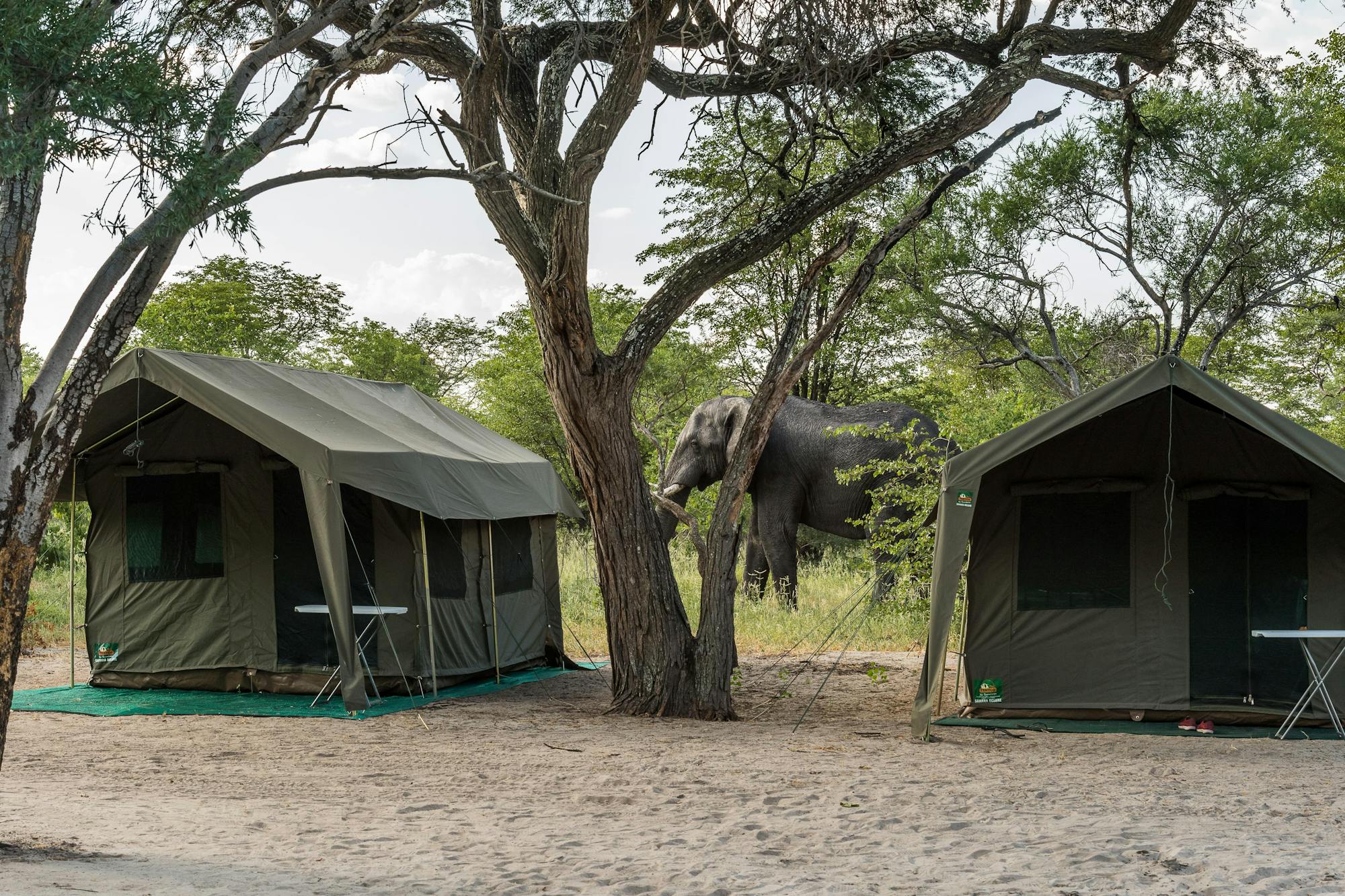 Mobile tents in the Okavango with an elephant behind them