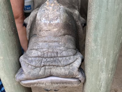 Rachele Stoppoloni: close-up of a baby rhino