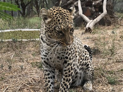 A young leopard