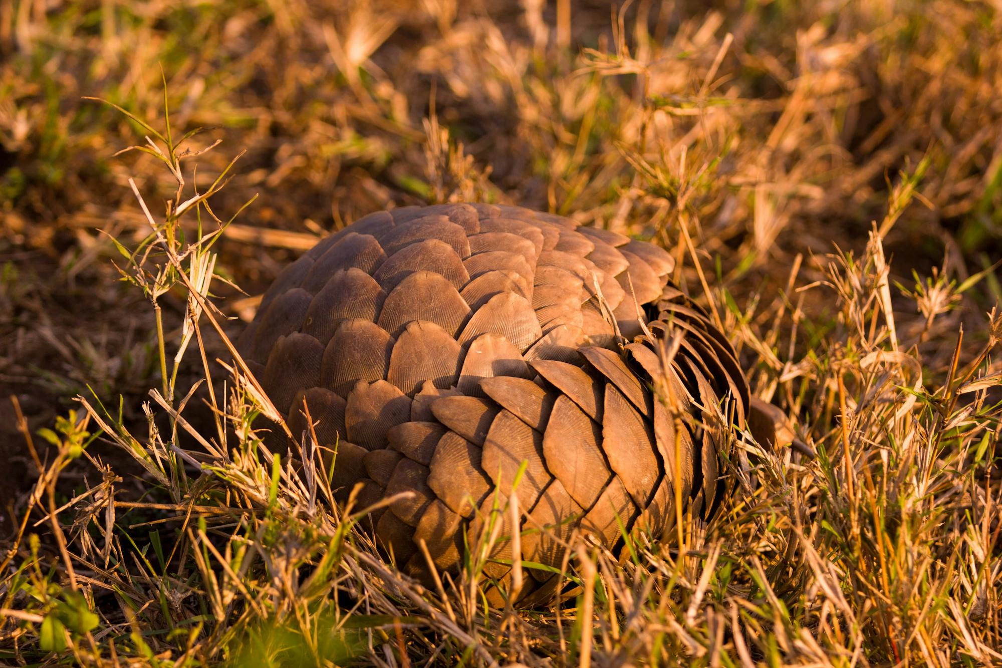 Karl Johan Nils Friberg: Pangolin at Phinda Private Game Reserve