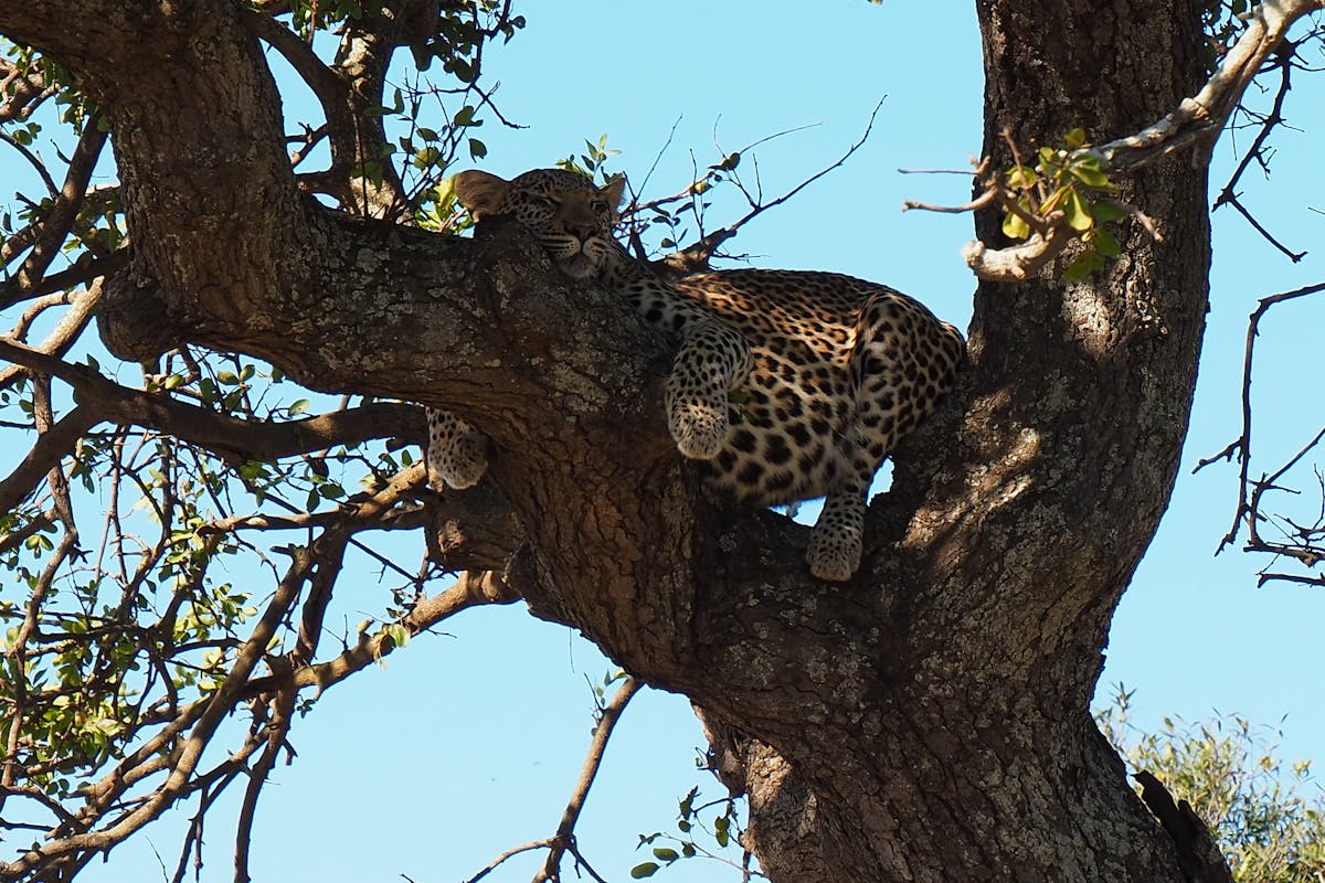 Siske Loggie: leopard in a tree