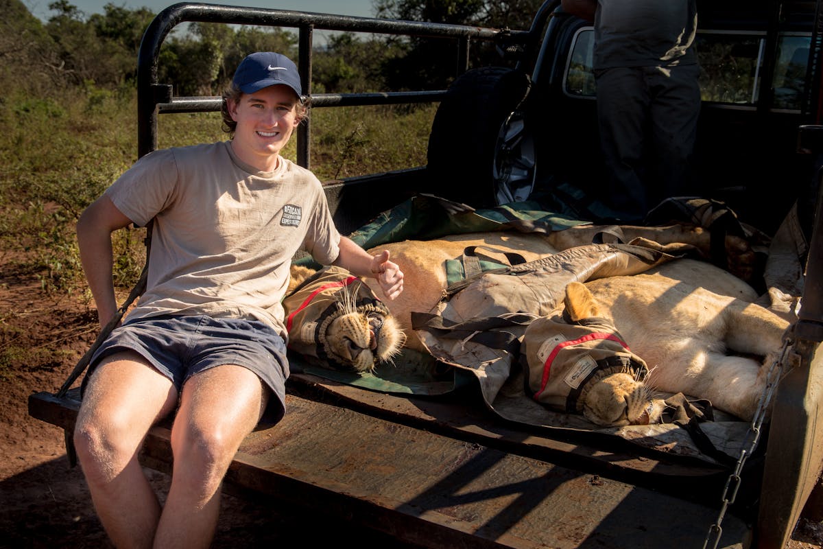 Connor McLeod with two sedated lions at Phinda