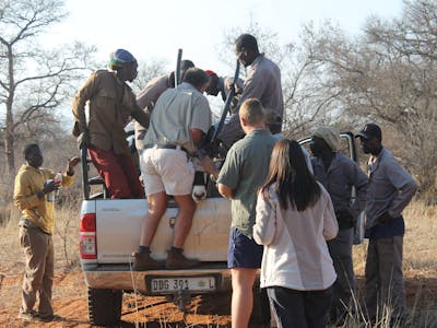ACE team covering gemsbok horns in vehicle