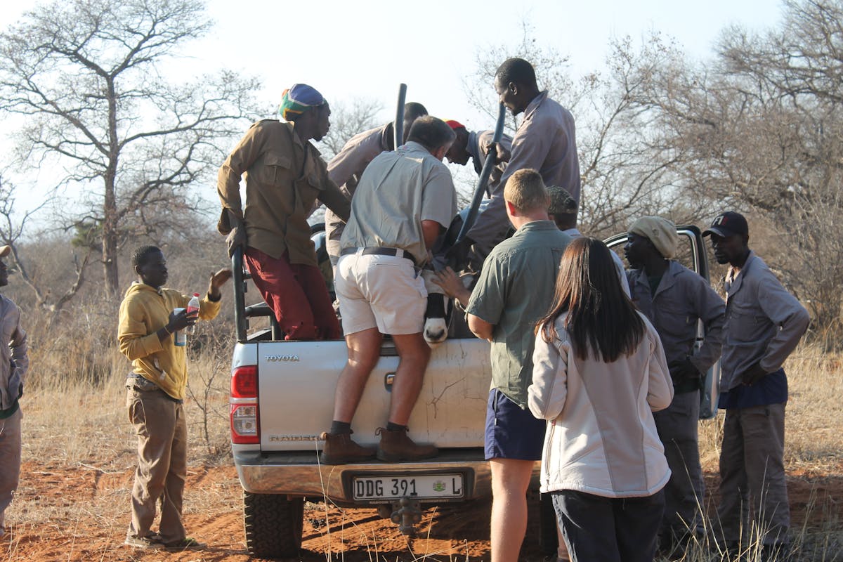 ACE team covering gemsbok horns in vehicle