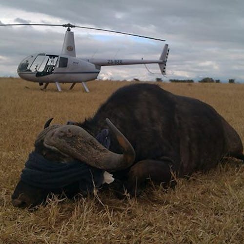 Sophie Gates: blindfolded buffalo near to a helicopter