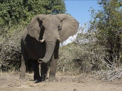 Close-up of an elephant, Simone Landers 