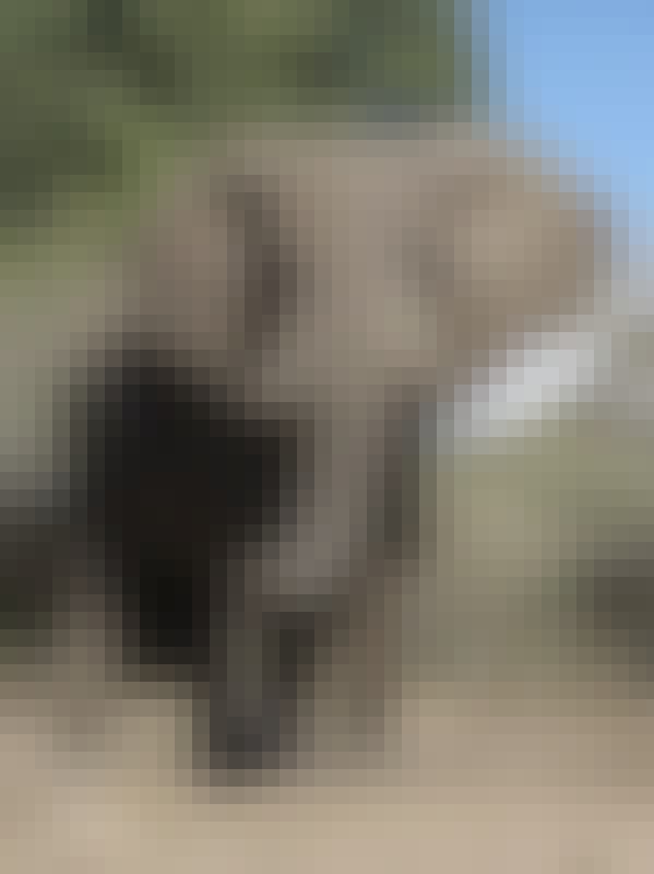 Close-up of an elephant, Simone Landers 