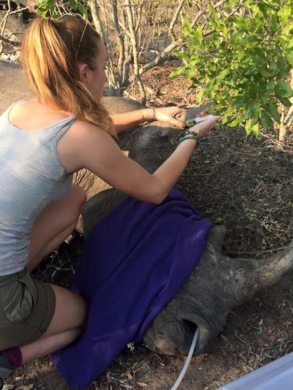 Daina Rawlings: injecting a sedated rhino