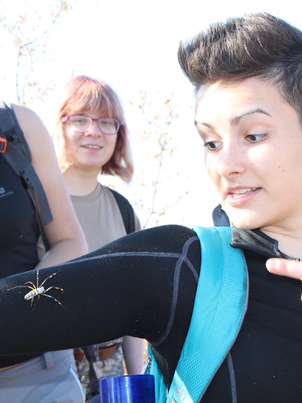 Close-up of a spider crawling up the arm of a student, practical handling