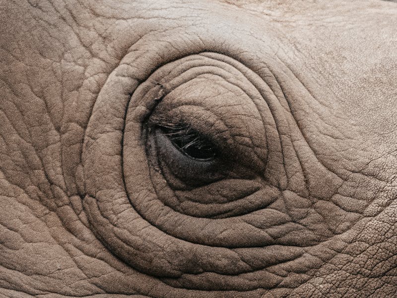 Close up of a rhino eye